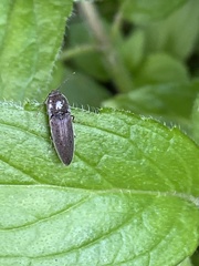 Melanotus americanus