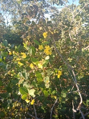 Davilla elliptica