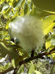 Pseudobombax ellipticum