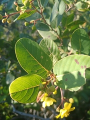 Davilla elliptica