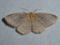 Lambdina pellucidaria