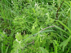 Spermolepis inermis