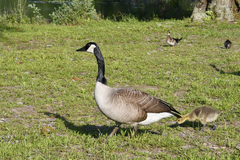Branta canadensis