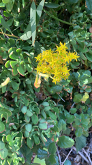 Pachysedum