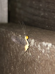 Ephemerella invaria