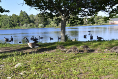 Branta canadensis