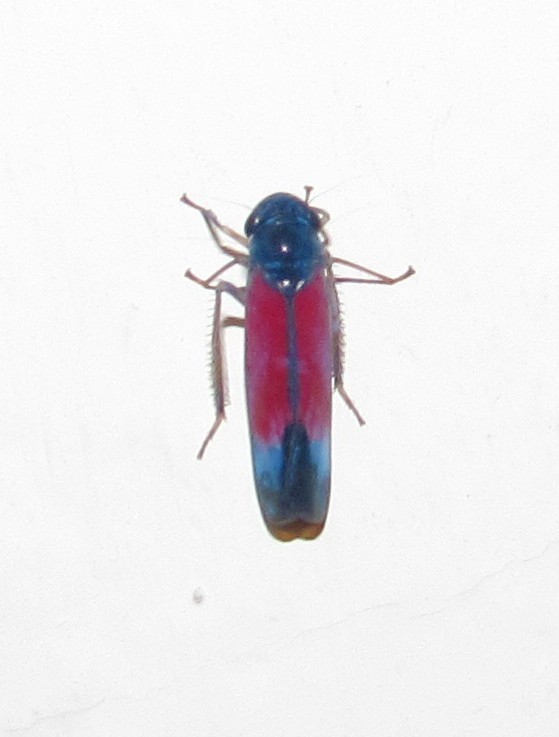 Pawiloma ancora