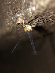 Ephemerella invaria