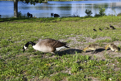 Branta canadensis