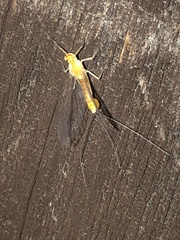 Ephemerella invaria