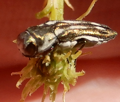 Agrilus addendus