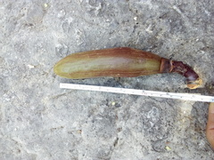 Pseudobombax ellipticum