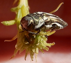 Agrilus addendus