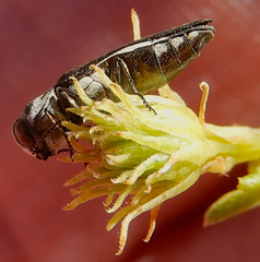 Agrilus addendus