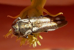 Agrilus addendus