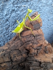 Pseudoxyops