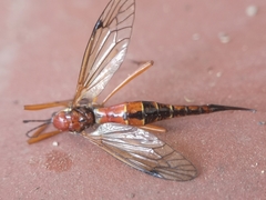 Tanyptera