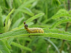 Chelymorpha cassidea