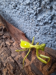 Pseudoxyops