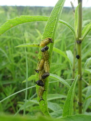 Chelymorpha cassidea