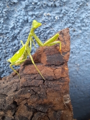 Pseudoxyops