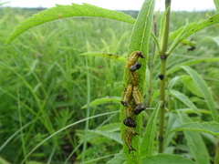 Chelymorpha cassidea