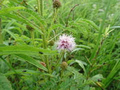 Mimosa quadrivalvis occidentalis