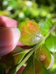 Monarthropalpus flavus