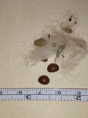 Pseudobombax ellipticum