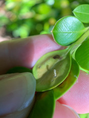 Monarthropalpus flavus