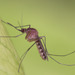 Florida Sle Mosquito - Photo (c) Eric Isley, some rights reserved (CC BY-NC), uploaded by Eric Isley