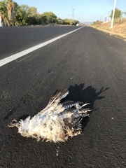 Buteo jamaicensis