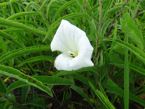 Image of Calystegia macounii by (c) Thomas Koffel, some rights reserved (CC BY)