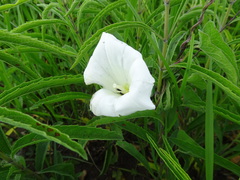 Calystegia macounii