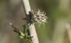 Rhopalomyia utahensis
