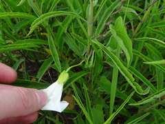 Calystegia macounii
