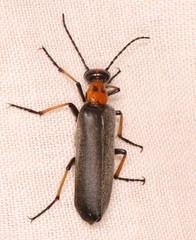 Lydomorphus bisignatus