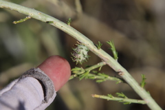 Rhopalomyia utahensis