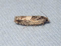 Pseudexentera spoliana