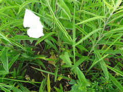 Calystegia macounii