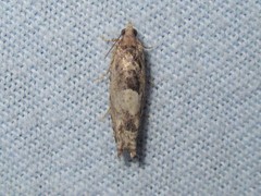 Pseudexentera spoliana