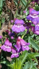 Penstemon spectabilis