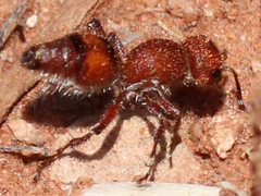 Dasymutilla scaevola