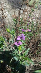 Penstemon spectabilis