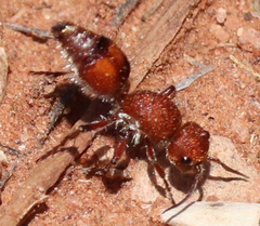 Dasymutilla scaevola