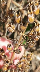 Penstemon spectabilis
