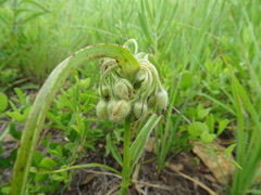 Tradescantia bracteata
