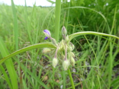 Tradescantia bracteata