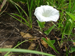 Calystegia macounii