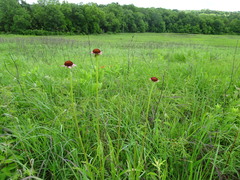 Echinacea atrorubens